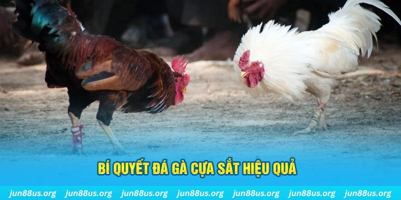 123dzo vip đá gà cựa dao