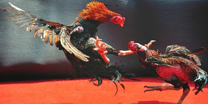 123dzo vip BG Bắn cá