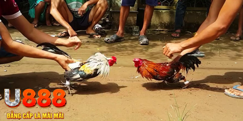 123dzo vip đăng nhập mậu binh rút tiền nhanh