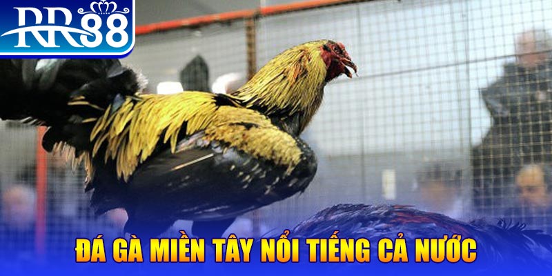 123dzo vip gà chọi c1.com trực tiếp 888